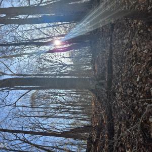 Mature hardwood forest