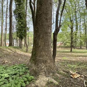 Lot 20 Tree Shade Community