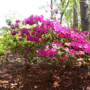 Azaleas on the SW Corner