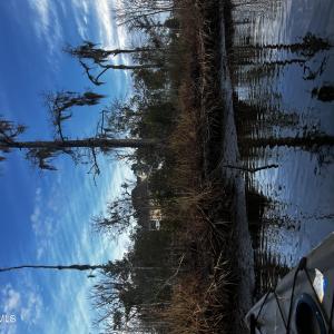 View from the Creek