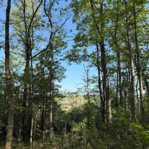 Screenshot 2025-04-18 at 12.06.26 PM