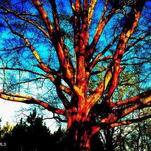 14) 56170-6804d111096fb