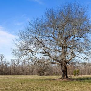 Mature trees