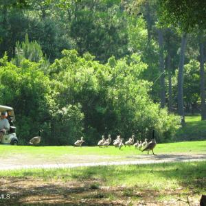 Geese on no 4 fairway at LWFCC 001