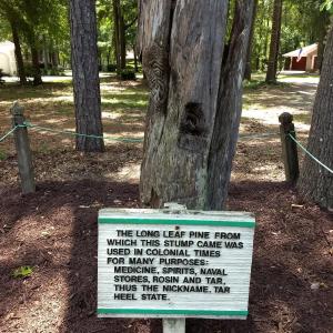Long Leaf Pine 1