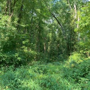 Property_Wooded
