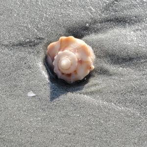 summer shell