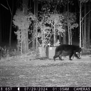 07 29 2024 Bears