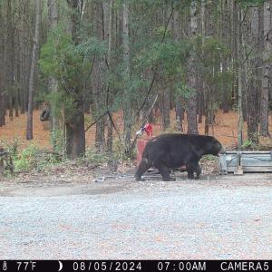 08 05 24 Bears