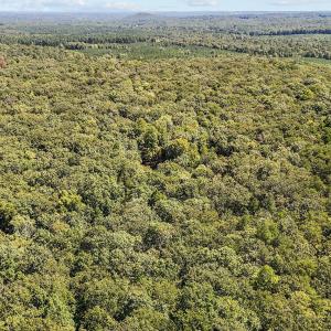 13 acres in Efland 5