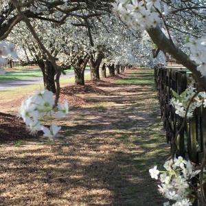 dogwoods