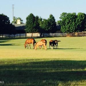 horses