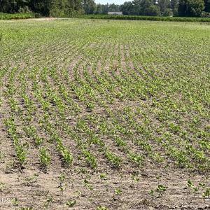 Photo #35 of Sr 1918, Aurora, NC 418.0 acres