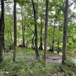 GENTLY SLOPPING TO HAMMOND CREEK