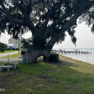 Live Oak Shot