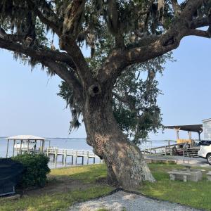 Live Oak