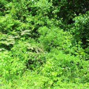 Wooded