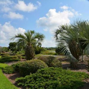 Palm Trees of Ocean Isle Beach NC