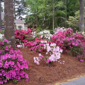 Azleas Ocean Ridge Plantation