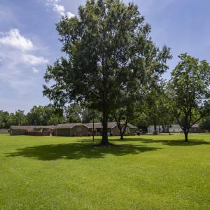Pecan Trees