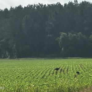 IMG_6123 2