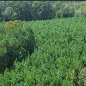 16369 Palmer Rd_Aerial_3