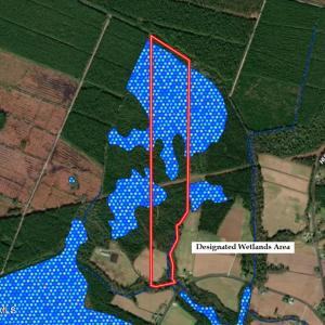 39. Wetlands Area