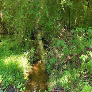 36. Area 1. Creek Image