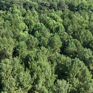 DJI_20250627100153_0124_D