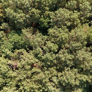 DJI_20250627094641_0092_D