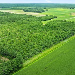 4-web-or-mls-DJI_0877