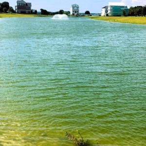 Pond