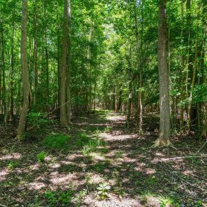 Shaded Nature Path