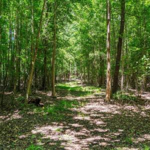 Shaded Nature Path