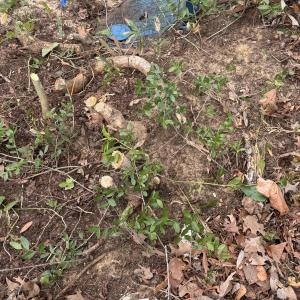 Photo #3 of 310 75th, Oak Island, NC 0.1 acres
