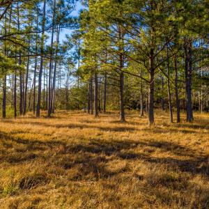 Plantation Estates Lot-28