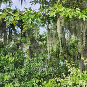 Treeline looking down at water