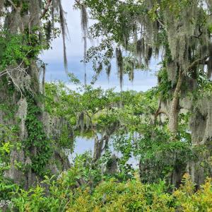 Tree line looking down at water