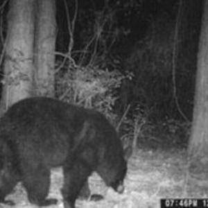 Bear 1