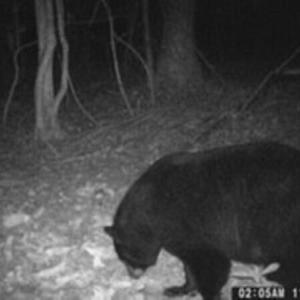 Bear 3