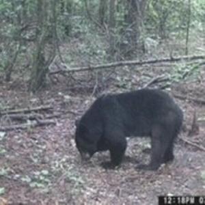 Bear 4