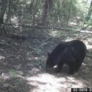 Bear 5