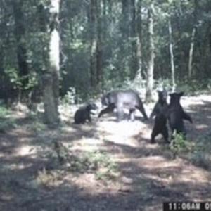 Bears