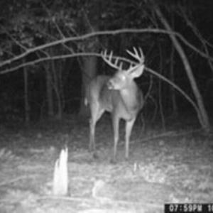 Big deer