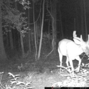 Deer 2