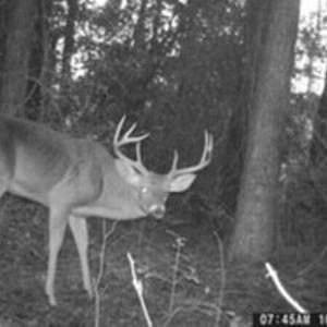 Deer