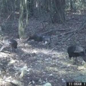 Turkeys 1
