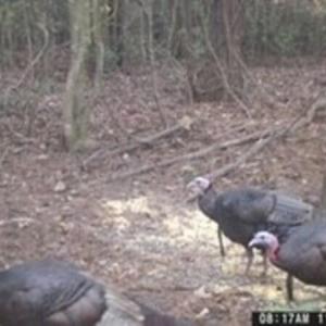 Turkeys 2