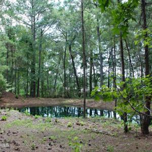 Nature and Pond View