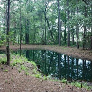 Pond